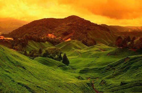 cameronhighlands-1.jpg