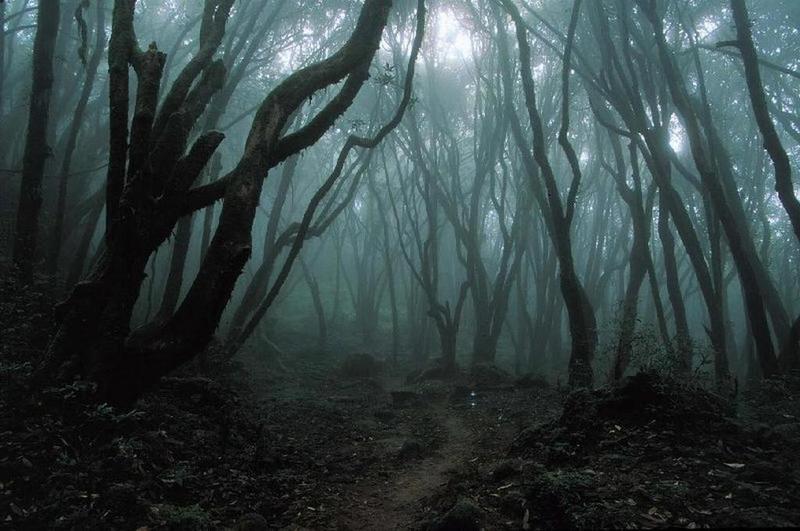 dark_forest-1.jpg