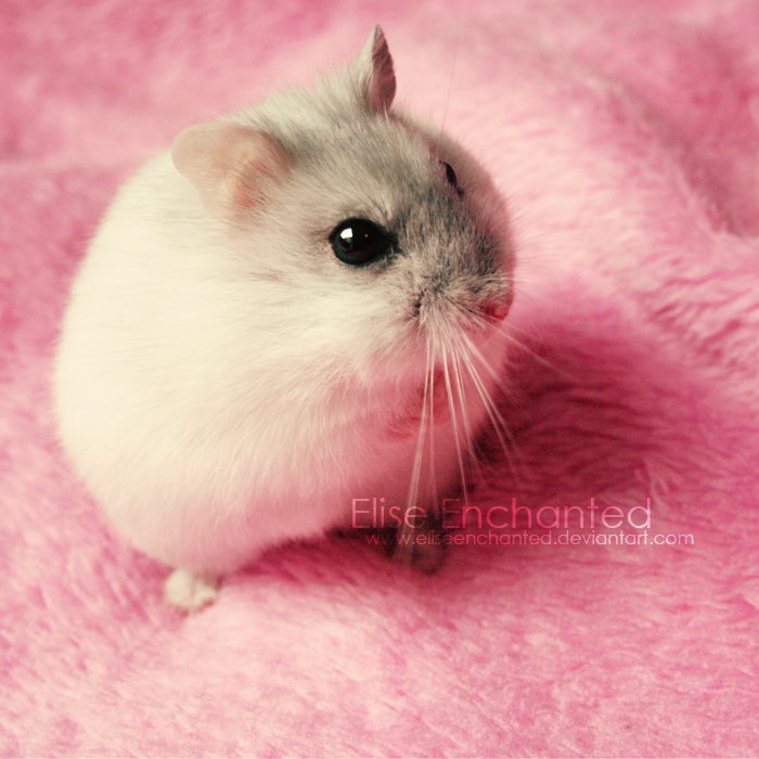 fluffy_by_eliseenchantedd322ley-1.jpg