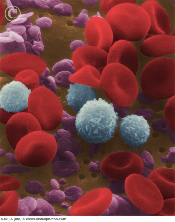 human_blood_cells_blood_cells_and_platel-1.jpg