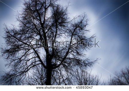 stockphotogloomytreeonabackgroundgreysky 1 - The gloomy thread