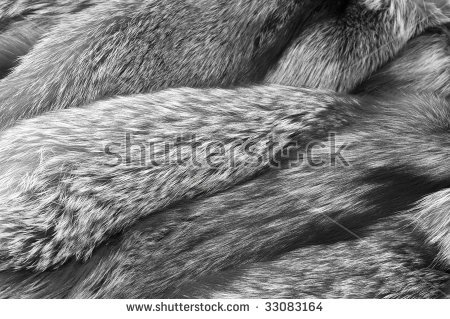 stockphotoluxuryfurrussiansilverfoxbackg-1.jpg