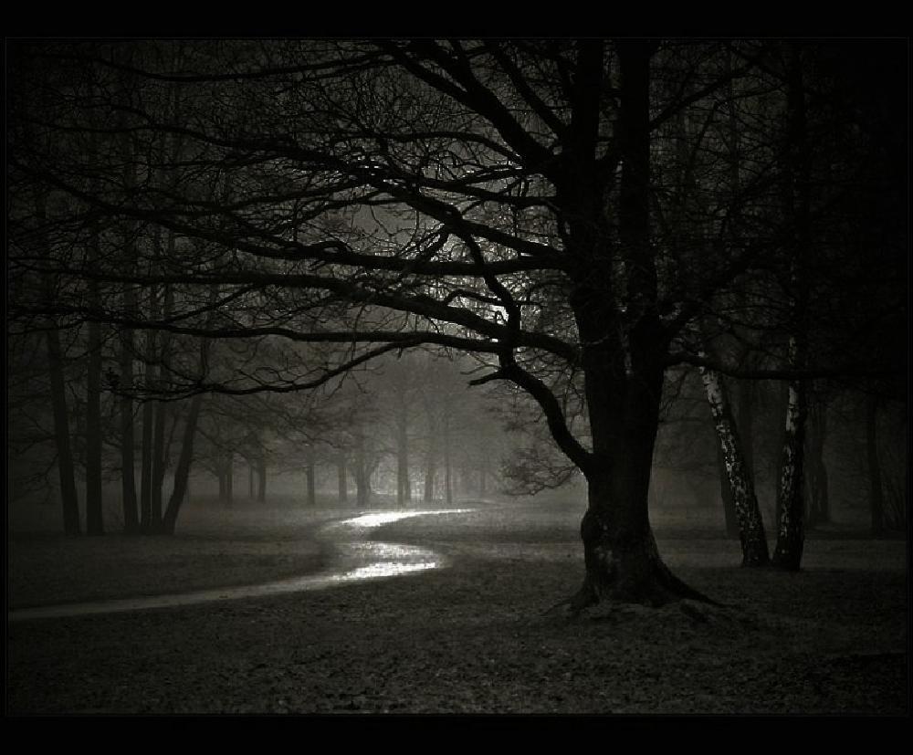werewolfforestnightdark1-1.jpg