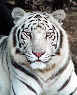 whitetigerpictures1-1.jpg