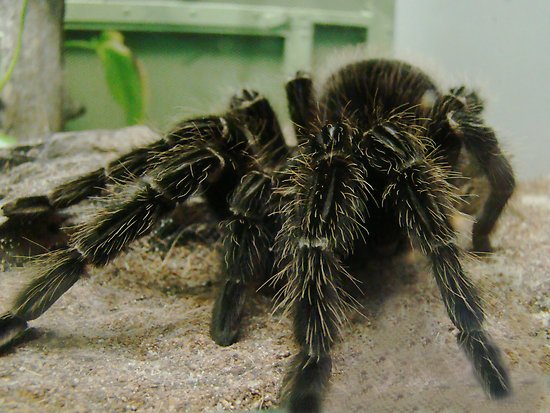 work16783514flat550x550075fhairyspider 1 - Spiders are awesome