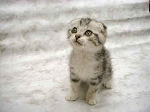 cutekittenpictures002-1.jpg