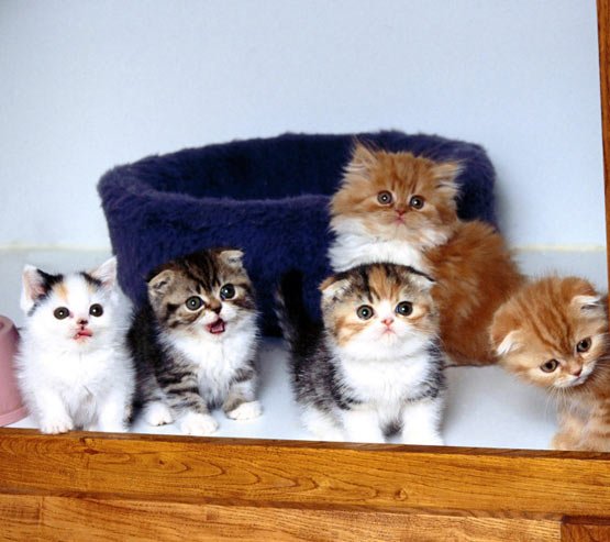 super cute kittens 1 - Have you got a pet?