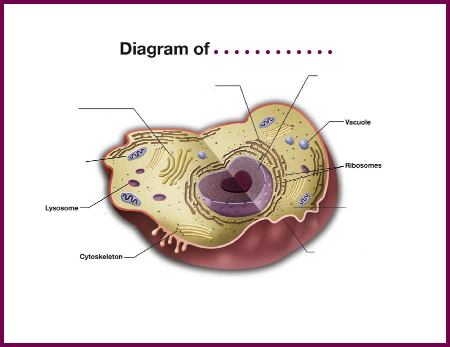 Diagram-1.jpg