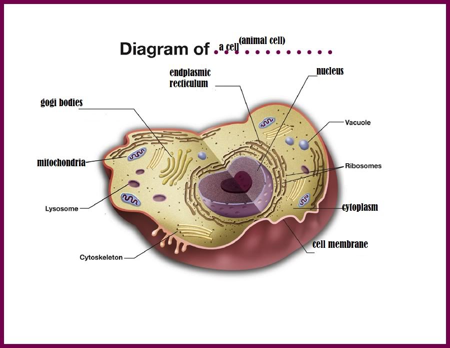 Diagram-2.jpg