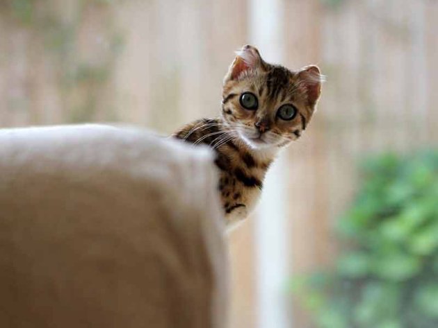 cat_122105-1.jpg