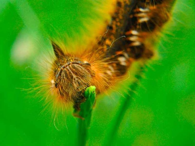 caterpillar 122055 1 - Smart Little Photographers.RSPCA Young Photographer Awards.