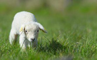 cutelambjpgw333h208-1.jpg