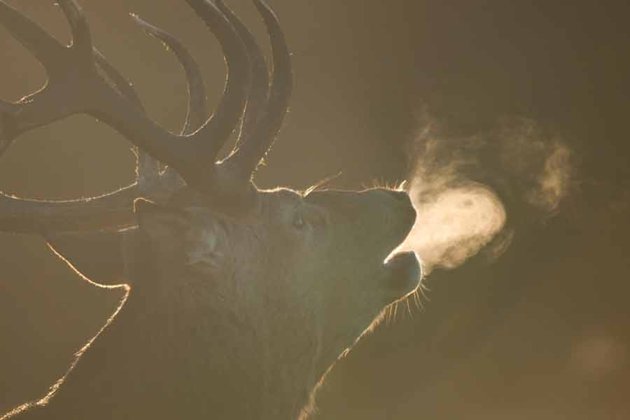 deer_122116-1.jpg