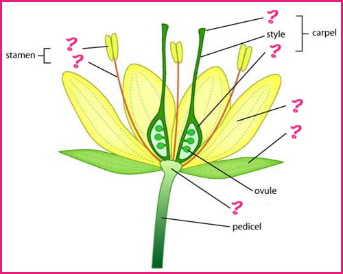 flowerdiagram-1.png