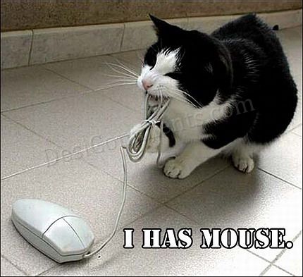 funny_cat_pictures_pc_27317-1.jpg