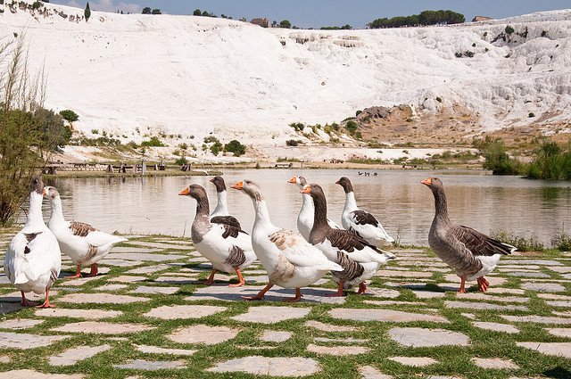 pammukale6-1.jpg