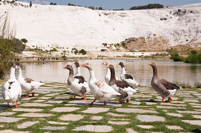 pammukale6 1 - Pamukkale – Turkey’s Cotton Castle.