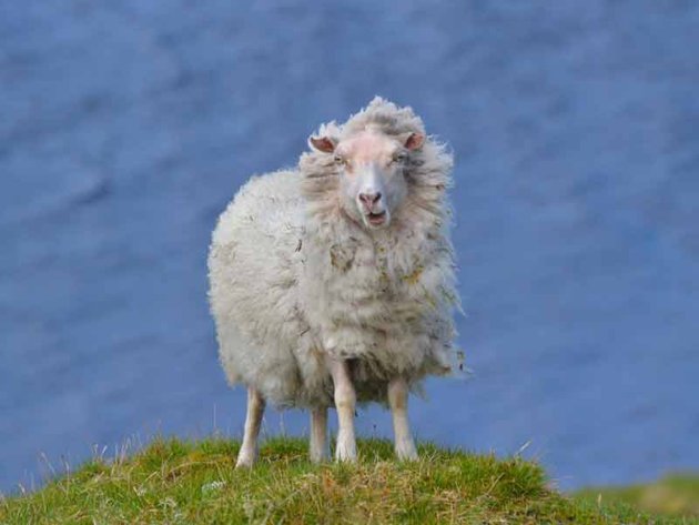 sheep3 122124 1 - Smart Little Photographers.RSPCA Young Photographer Awards.