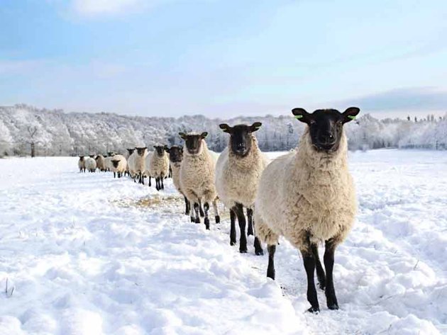 sheep 122131 1 - Smart Little Photographers.RSPCA Young Photographer Awards.