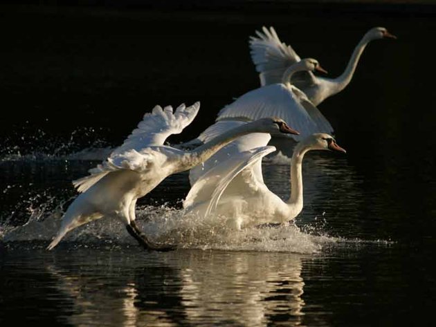 swans 122132 1 - Smart Little Photographers.RSPCA Young Photographer Awards.