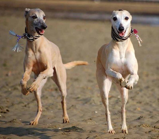 whippets_122139-1.jpg