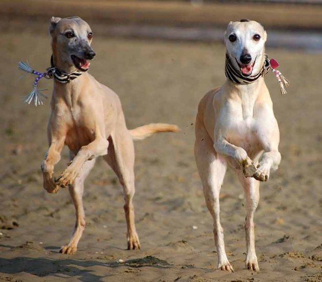 whippets 122139 1 - Smart Little Photographers.RSPCA Young Photographer Awards.