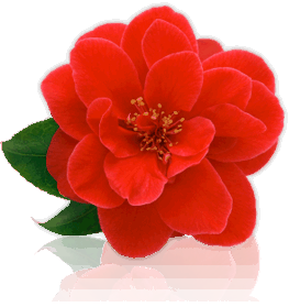 flower2-1.png