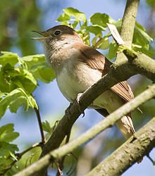 220pxNachtigall_28Luscinia_megarhynchos2-1.jpg