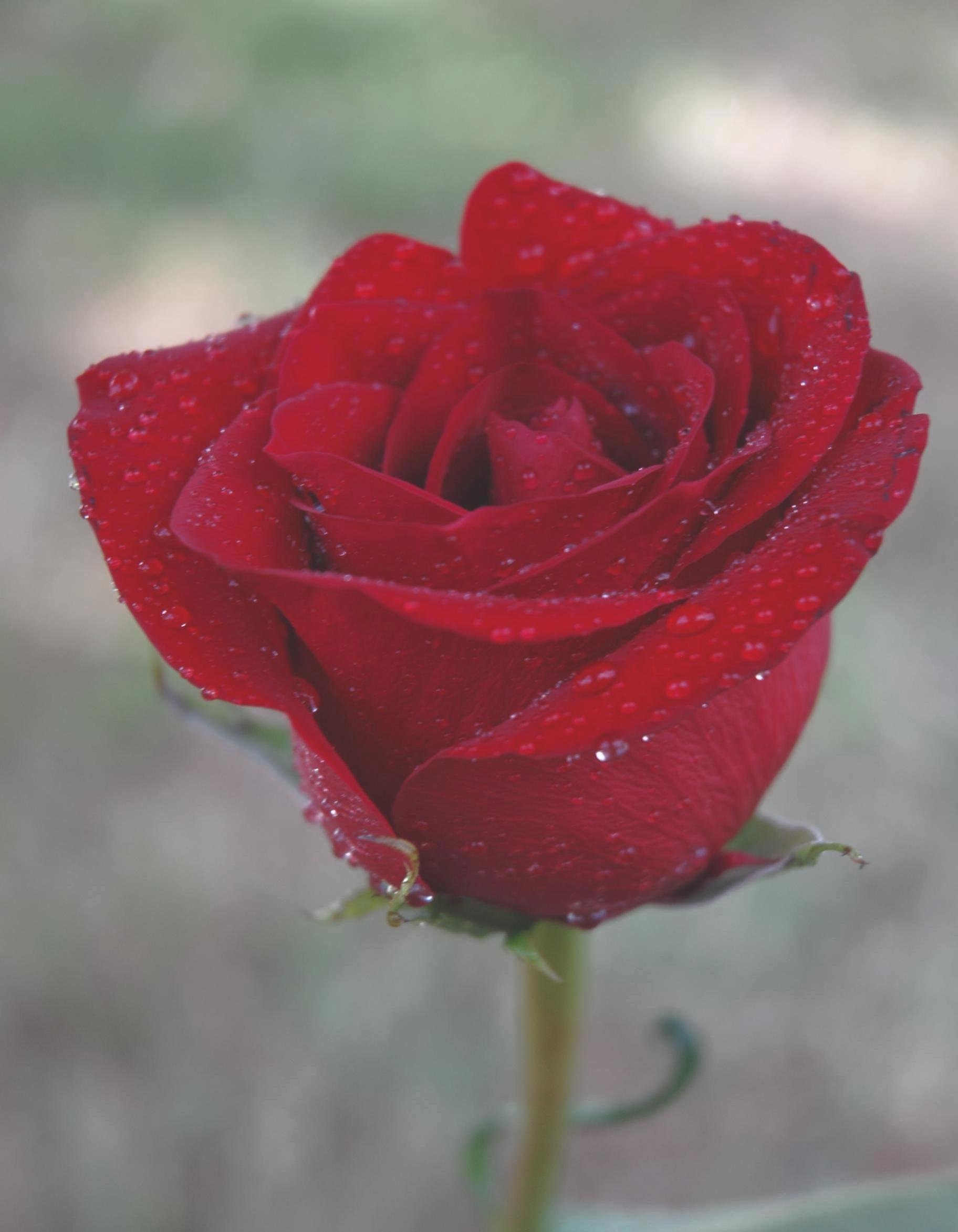 Rain_RoseJPG-1.jpg