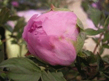 rose-1.gif