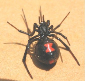 BlackWidowSpider-1.jpg