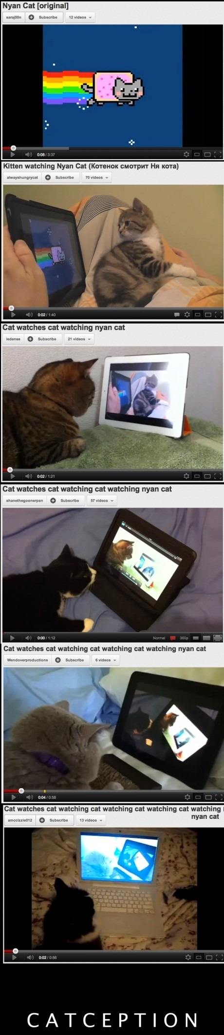 CatCeption_t7xx-1.jpg