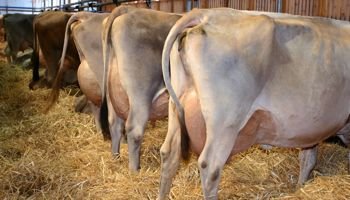 milkingparlor350-1.jpg