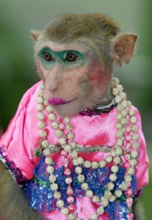 monkeydressed-1.jpg
