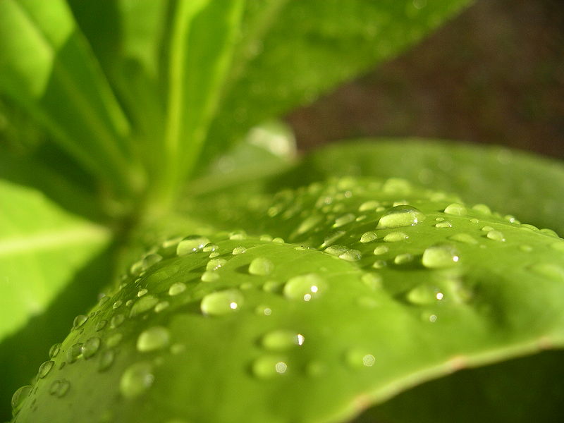 800pxKongkokkingphotowallpaperleafJPG-1.jpg