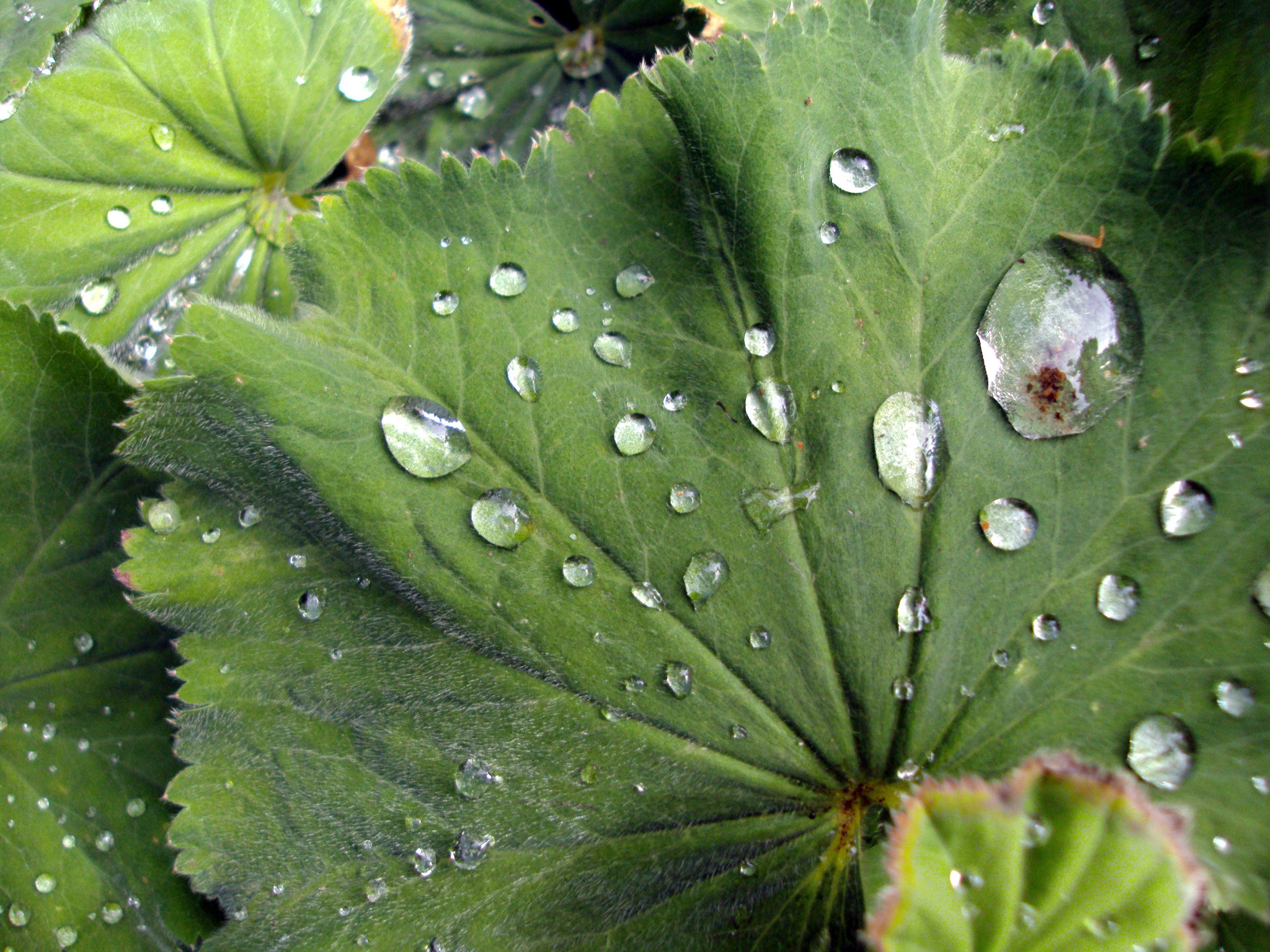 Dew_on_a_leafJPG-1.jpg