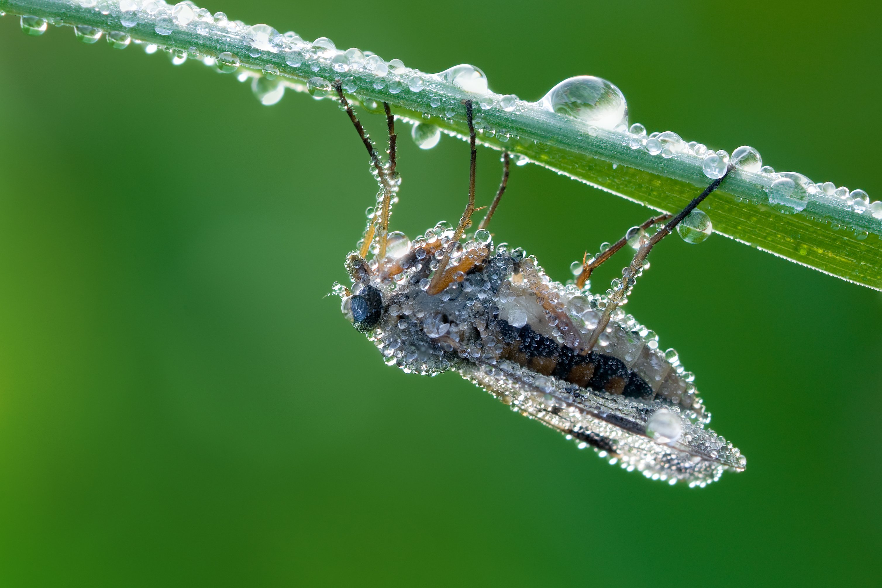 Snipe_fly_Rhagio_scolopaceus_with_dew-1.jpg