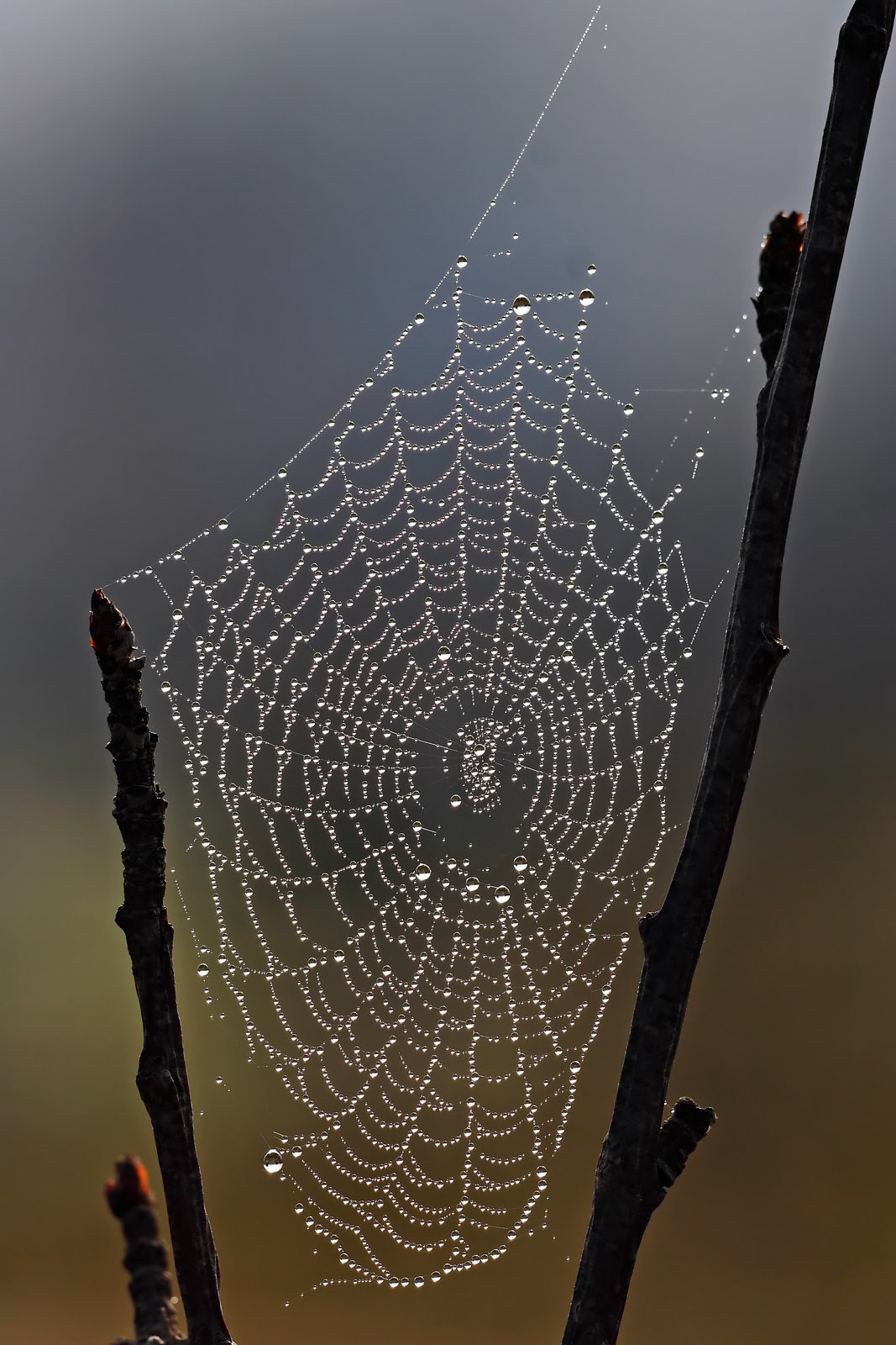 Spider_web_with_dew_drops-1.jpg