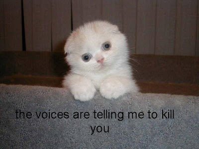 funny_cat_pictures_76-1.jpg