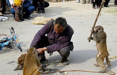 monkeyfighting-1.jpg