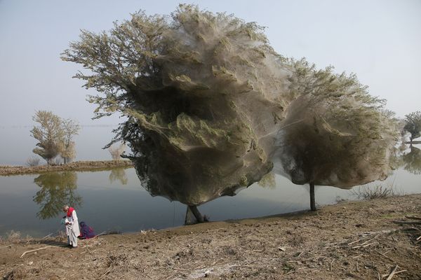 pakistanfloodsdrivespidersintotreesadult 1 - spooky/scary places