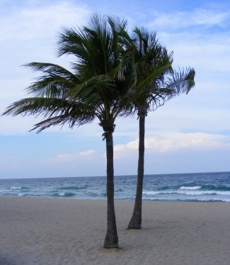070Palmtree032b_t-1.jpg