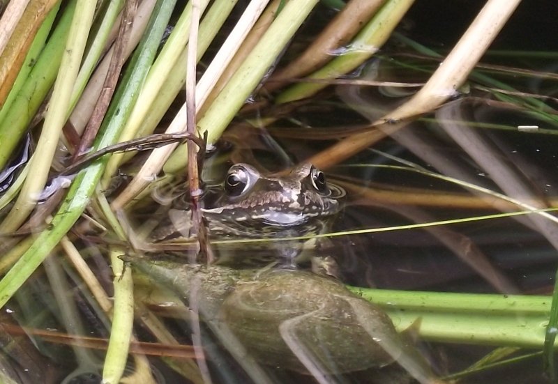 2011_0619bigfrog0004-1.jpg