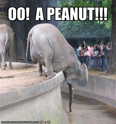 Elephant2BFunny2BPicture2B2528252529-1.jpg
