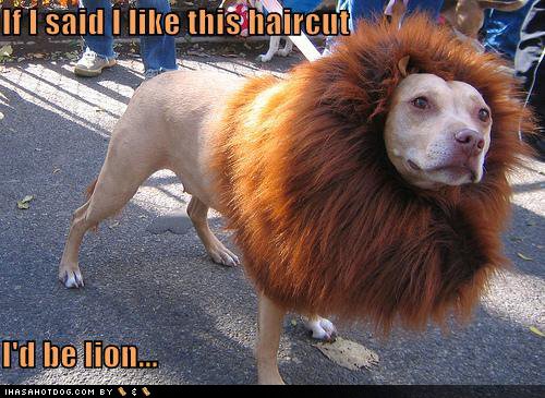 Funnyorkutscrapsfunnydogpicturesdoglion-1.jpg