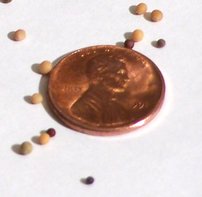 MustardSeeds 1 - They are TINY things....