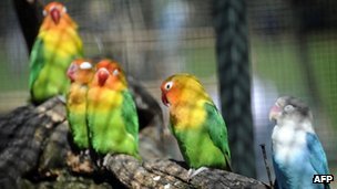 _60003989_parakeets-1.jpg