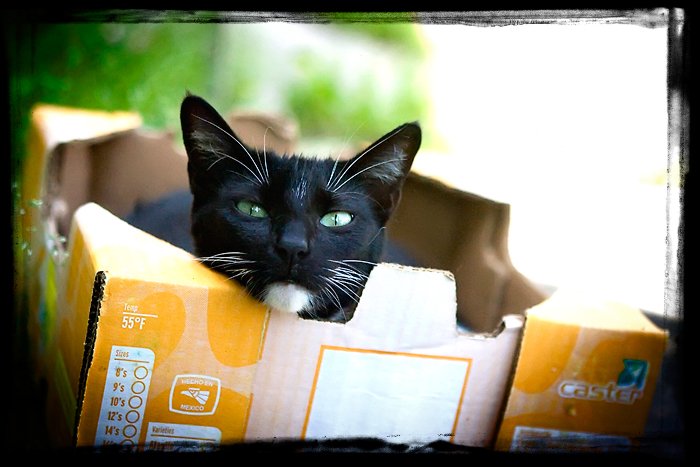 catinthebox-1.jpg