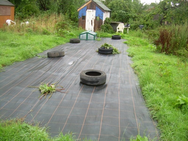 260810plot1-1.jpg