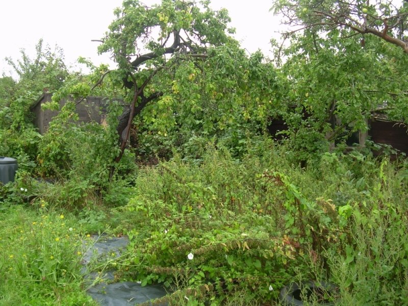 260810tree2-1.jpg